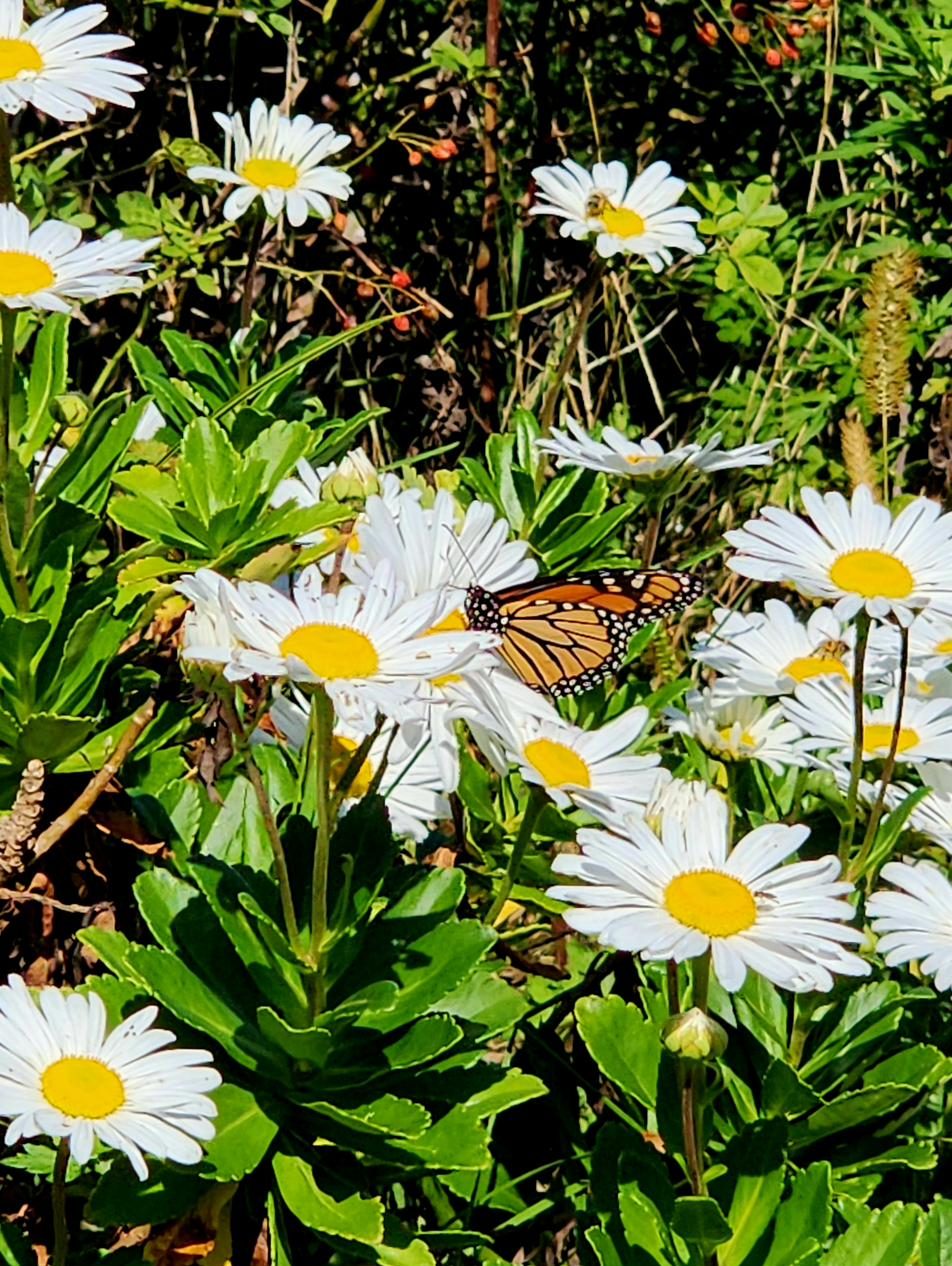 Montauk daisies in bloom in the yard with a monarch butterfly