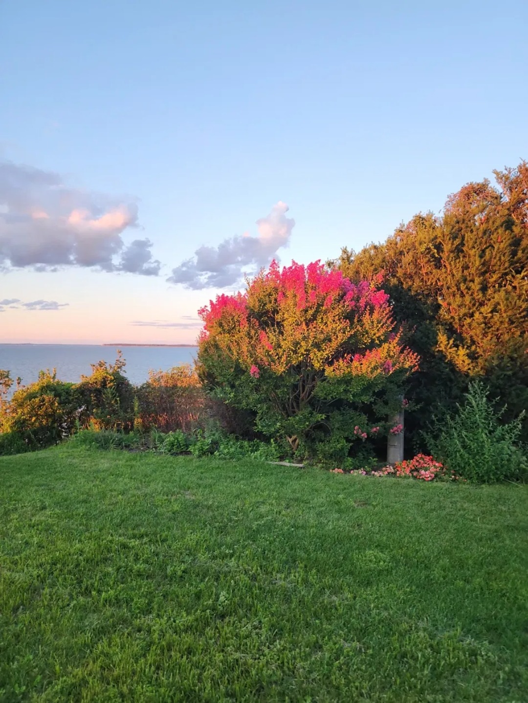 The lawn at Cottage 2 with a flowering pink crepe myrtle in evening light and the bay beyond