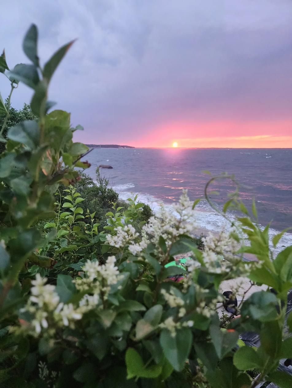 Pink sunset through white flowering shrubs by the water