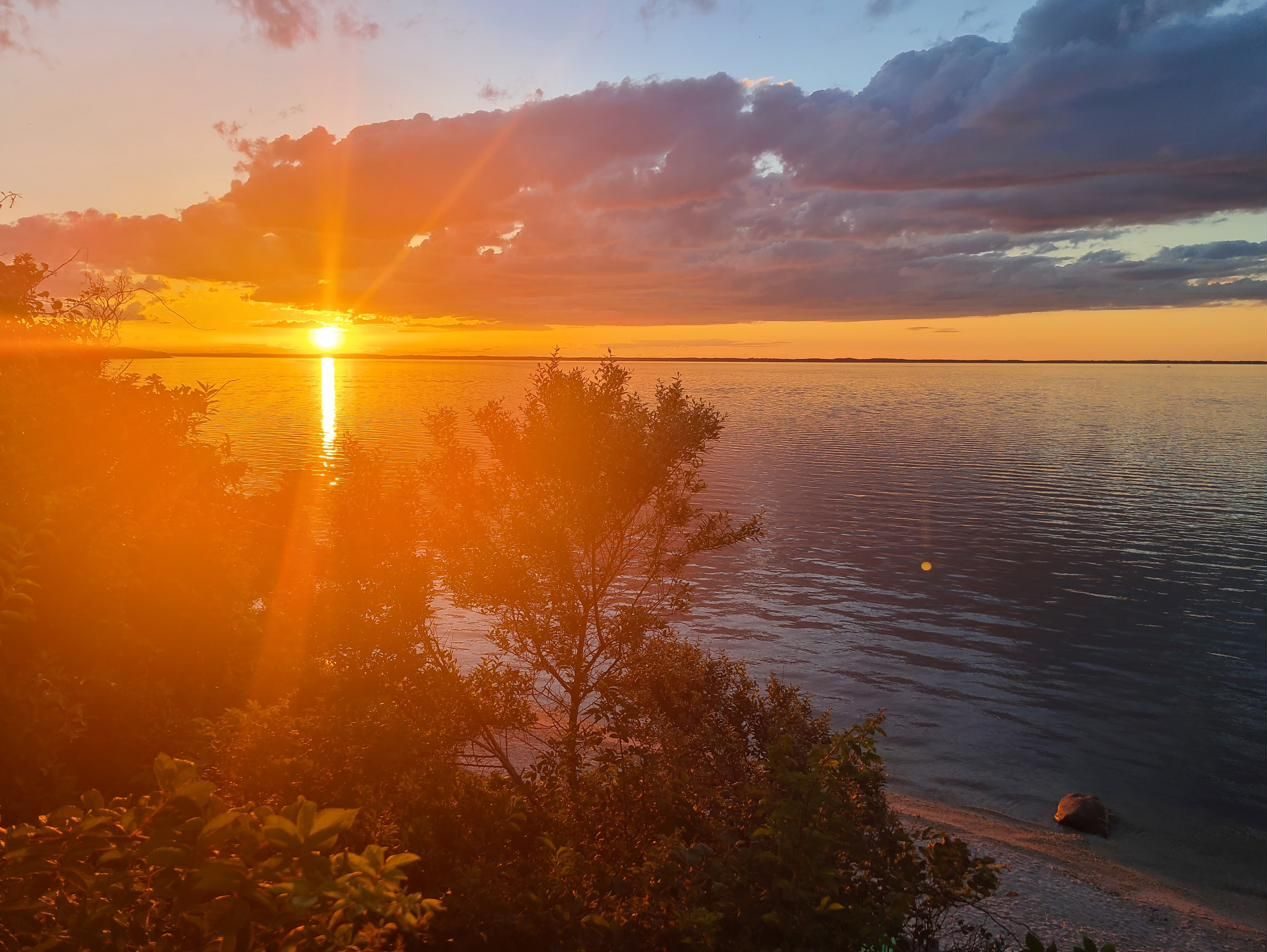 Sunset framed by beach shrubs with the sun's reflection on the water