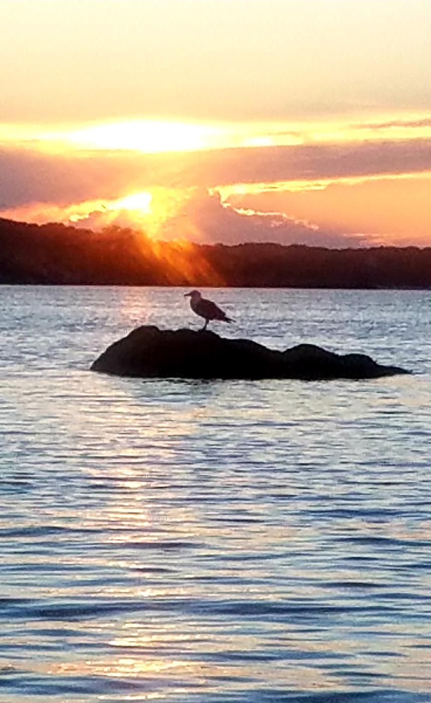 Seagull silhouetted on a rock at sunset