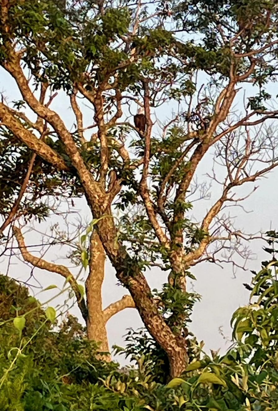 Bald eagle perched in a tree near Peconic View Cottages
