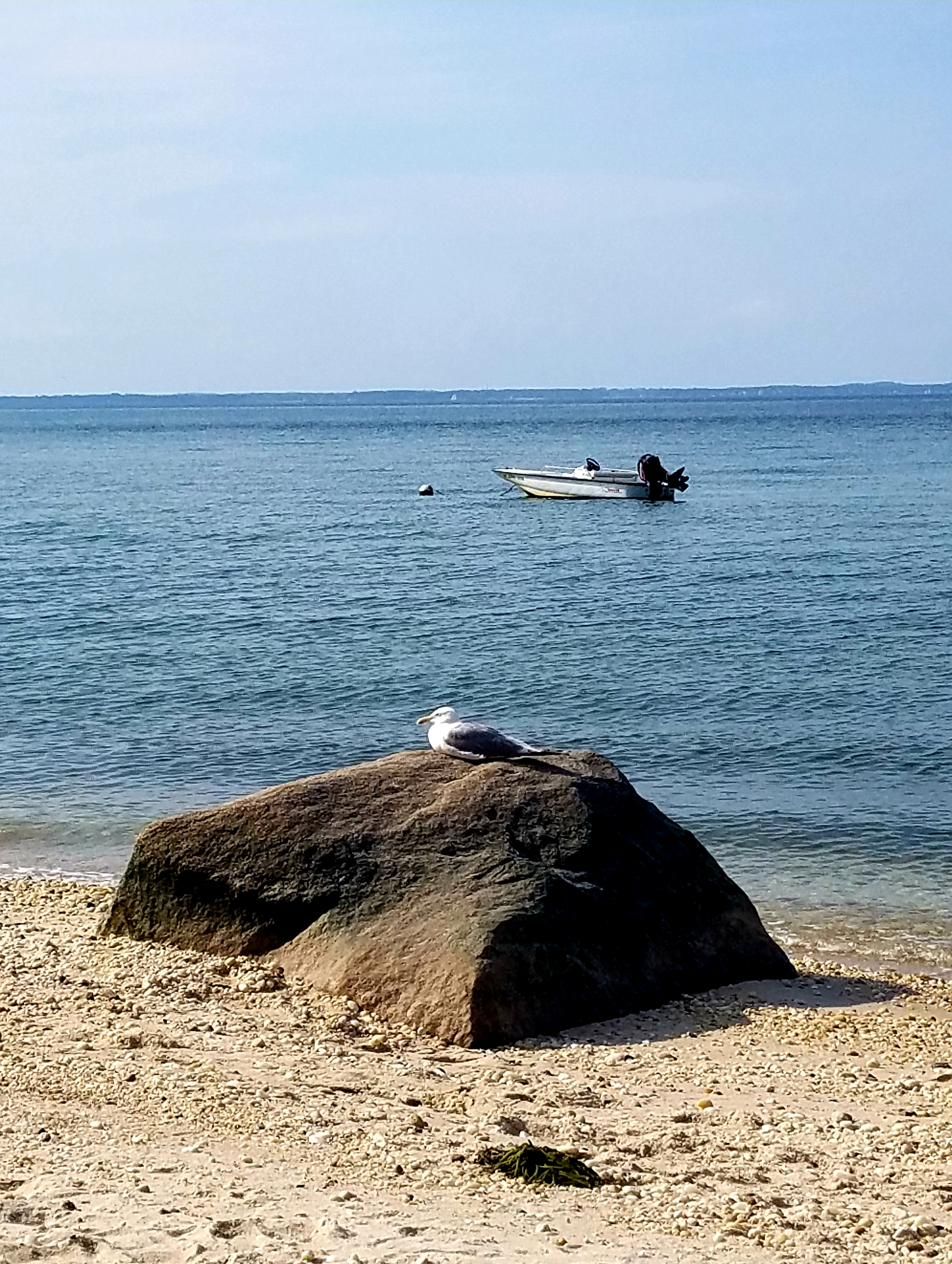 Seagull resting on a rock with a boat moored in the bay behind it
