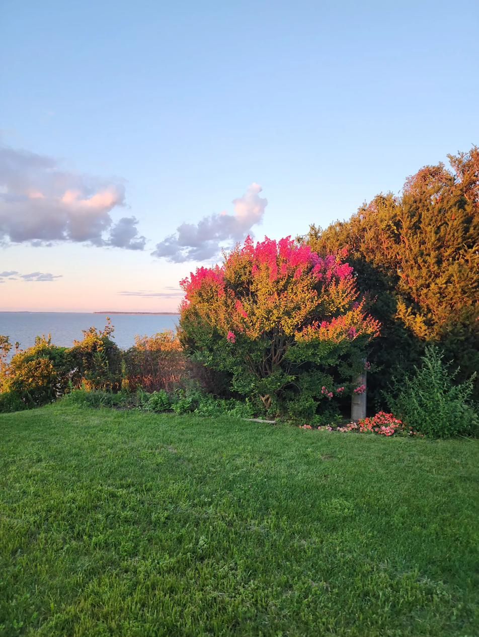 Flowering crepe myrtle in golden light with the bay behind