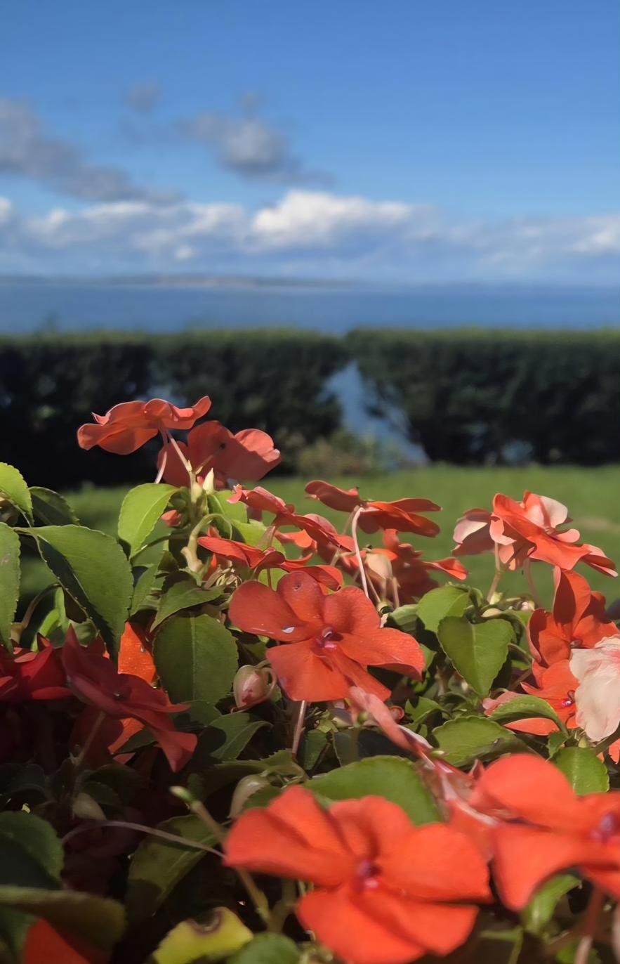 Orange impatiens in bloom with the bay and lawn behind