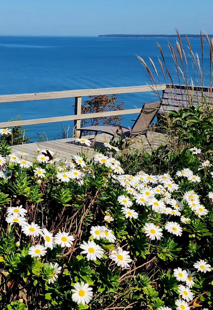 Montauk daisies blooming along the bluff with the bay behind